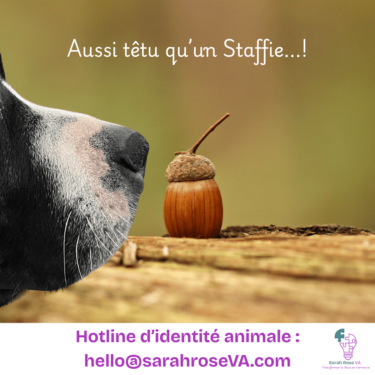 As stubborn as a Staff...!